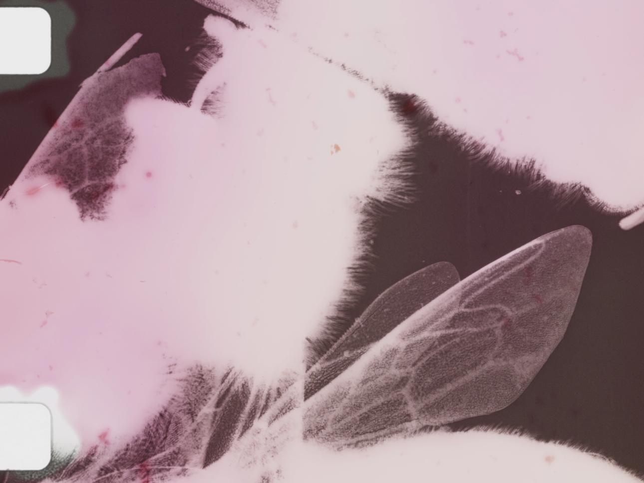 pink bees